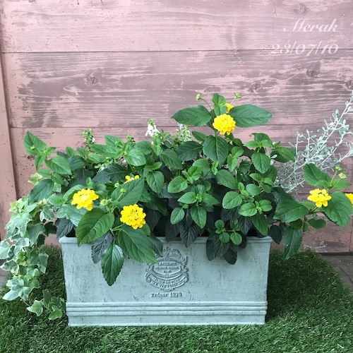 寄せ植えランタナ