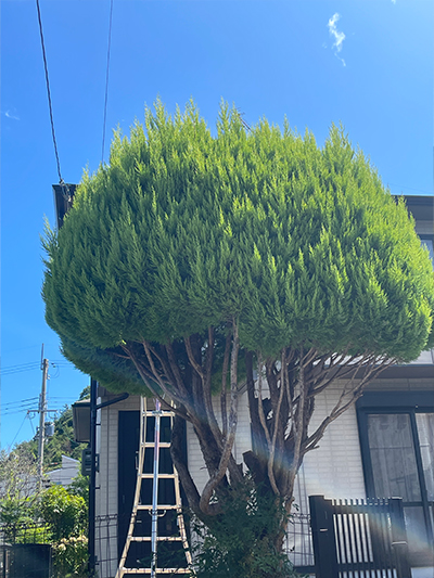 樹木の剪定作業（西宮市）