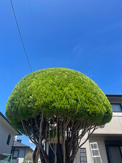 樹木の剪定作業（西宮市）