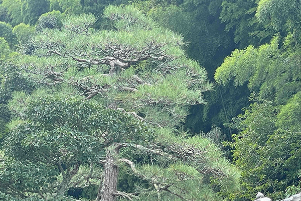 松の剪定作業