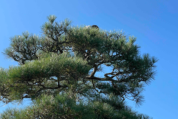 松の剪定作業