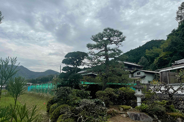松の剪定作業
