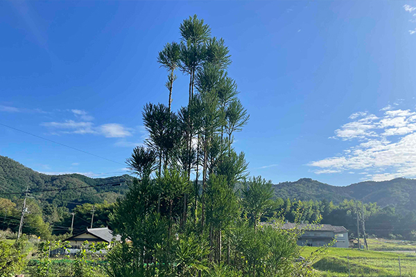 庭木の剪定作業