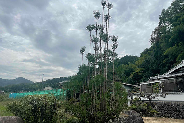 庭木の剪定作業