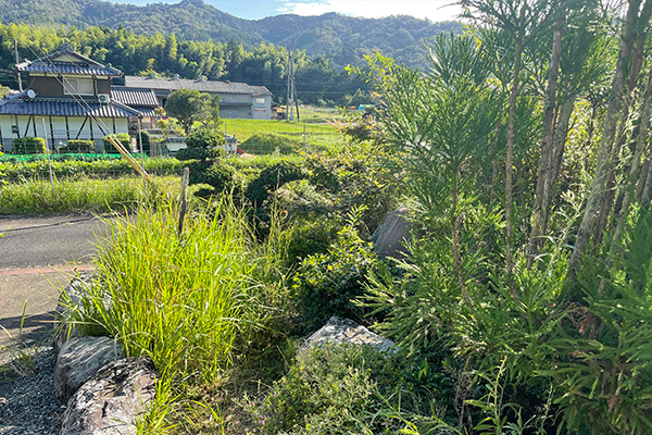 庭木の剪定作業