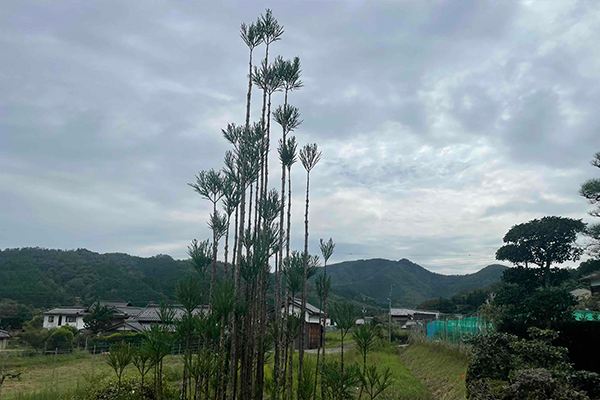 庭木の剪定作業