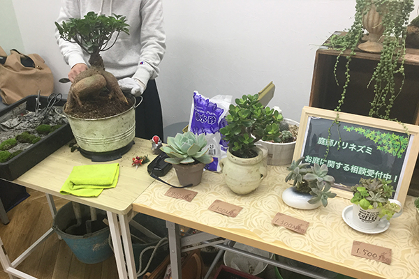 寄せ植え