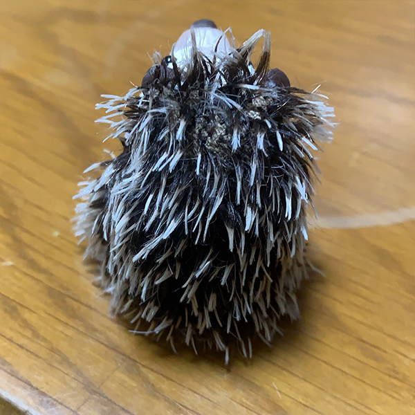 ハリネズミ