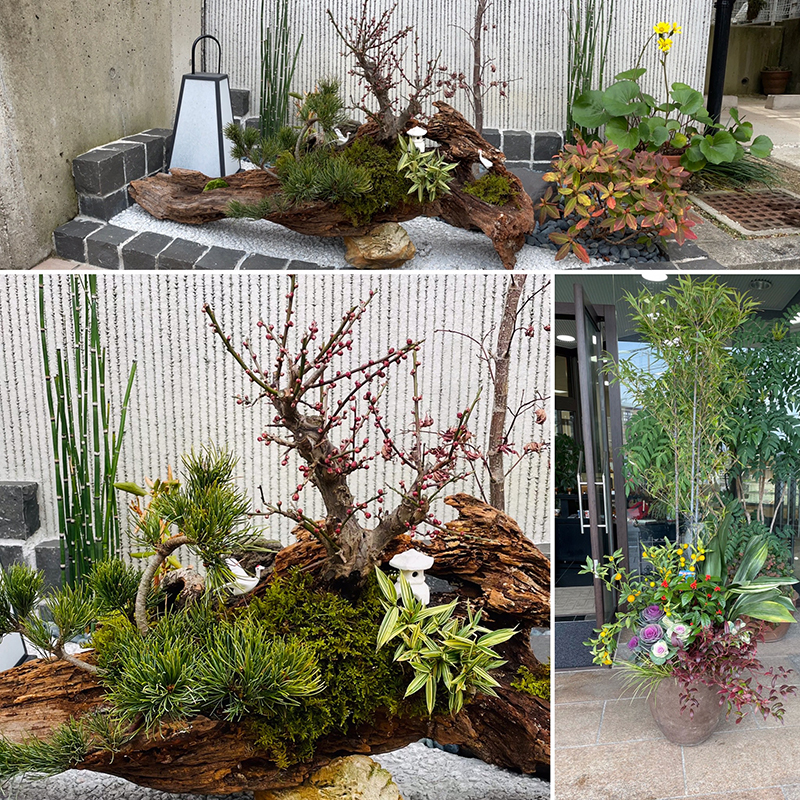 正月寄せ植え